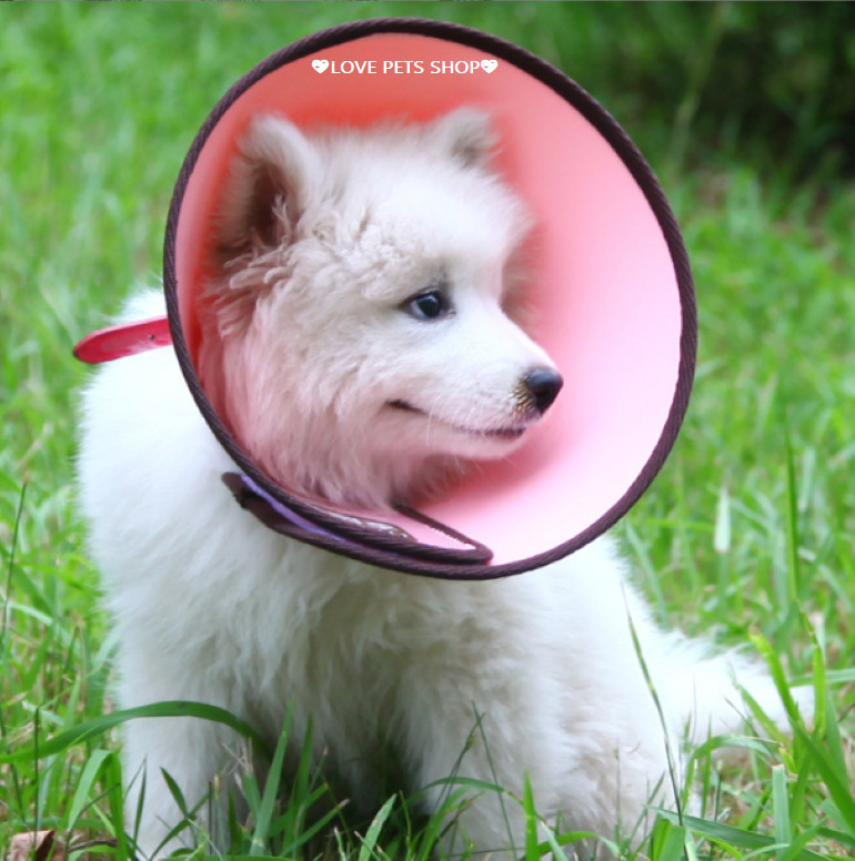 Vòng cổ bảo vệ chó - Hộ Kinh Doanh Love Pets Shop